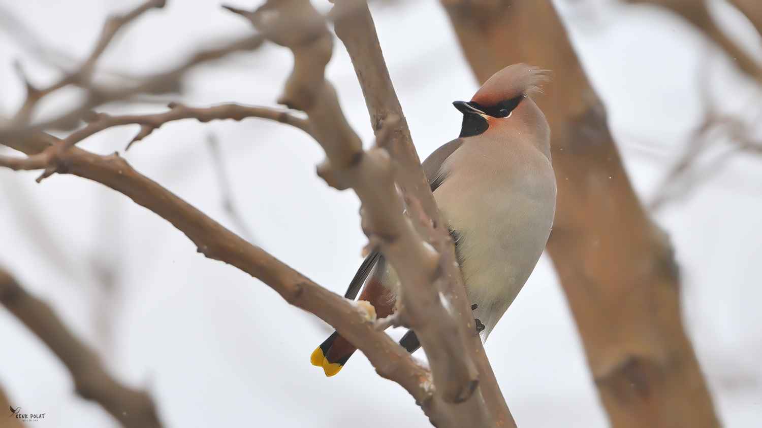 Bohemian Waxwing